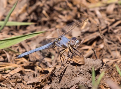 Orthetrum nitidinerve macho en estado por Isaac Cenizo Ramos