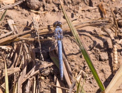 Orthetrum nitidinerve macho en estado por Isaac Cenizo Ramos