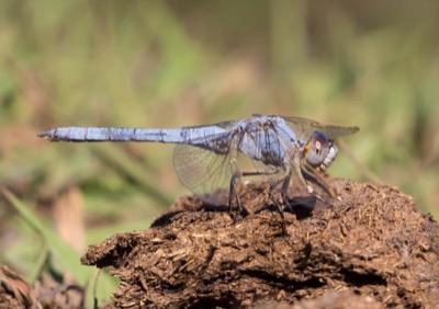 Orthetrum nitidinerve macho en estado por Isaac Cenizo Ramos