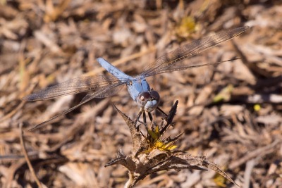 Orthetrum nitidinerve macho en estado por Isaac Cenizo Ramos