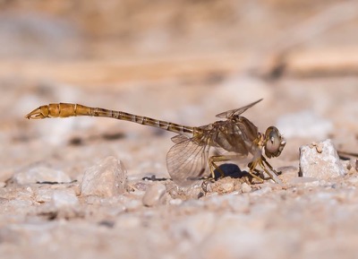 Onychogomphus costae macho en estado por Isaac Cenizo Ramos