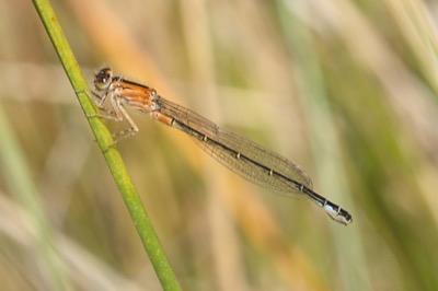 Ischnura graellsii en estado por Angel Martín Ojeda