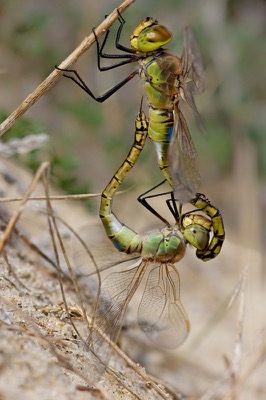 Hemianax ephippiger copula en estado por Santiago MC
