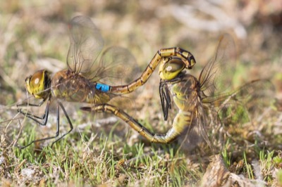 Hemianax ephippiger copula en estado por Santiago MC