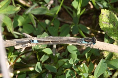 Ischnura graellsii macho en estado por Angel Martín Ojeda