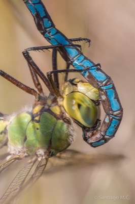 Anax imperator copula en estado por Santiago MC