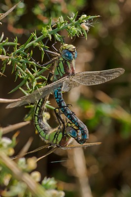 Brachytron pratense copula en estado por Santiago MC