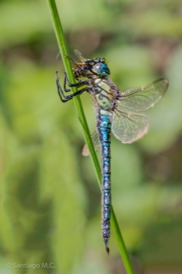 Brachytron pratense macho en estado por Santiago MC