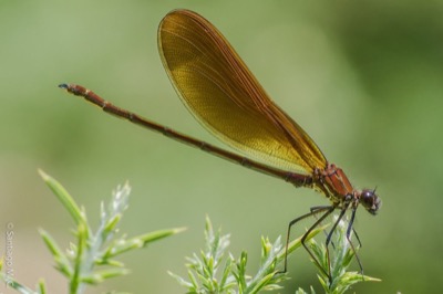 Calopteryx haemorrhoidalis macho en estado por Santiago MC