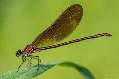 Calopteryx haemorrhoidalis macho en estado por Santiago MC