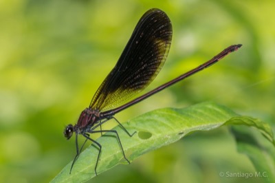 Calopteryx haemorrhoidalis macho en estado por Santiago MC