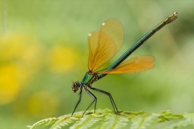 Calopteryx virgo hembra en estado por Santiago MC
