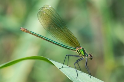 Calopteryx xanthostoma hembra en estado por Santiago MC
