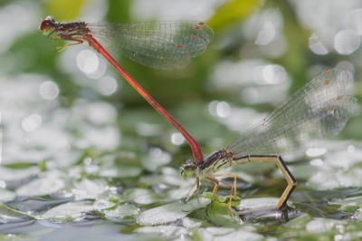 Ceriagrion tenellum copula en estado por Santiago MC