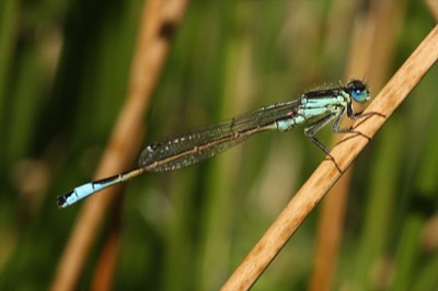 Ischnura graellsii macho en estado por Angel Martín Ojeda