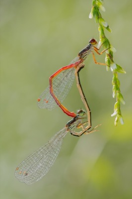 Ceriagrion tenellum copula en estado por Santiago MC