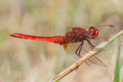 Crocothemis erythraea macho en estado por Santiago MC