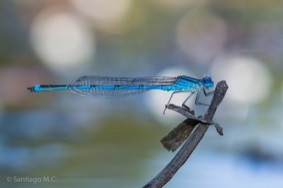 Erythromma lindenii macho en estado por Santiago MC