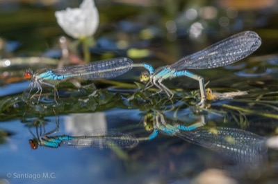 Erythromma viridulum copula en estado por Santiago MC