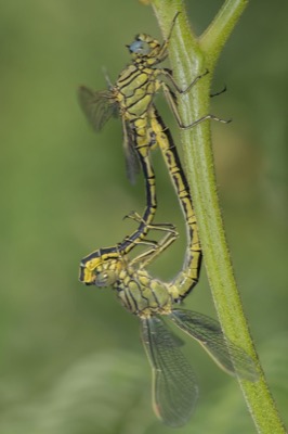 Gomphus pulchellus copula en estado por Santiago MC