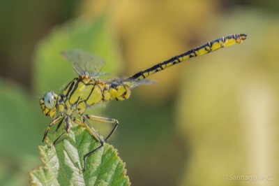 Gomphus simillimus macho en estado por Santiago MC