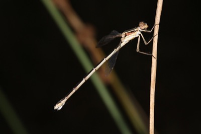 Lestes barbarus hembra en estado por Angel Martín Ojeda