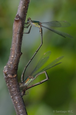 Lestes viridis copula en estado por Santiago MC