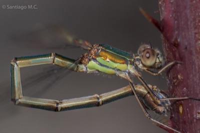 Lestes viridis hembra en estado por Santiago MC
