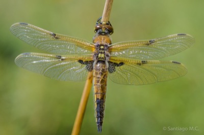 Libellula quadrimaculata hembra en estado por Santiago MC