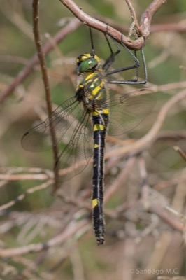 Macromia splendens hembra en estado por Santiago MC