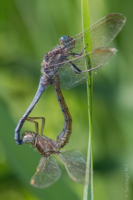 Orthetrum coerulescens copula en estado por Santiago MC