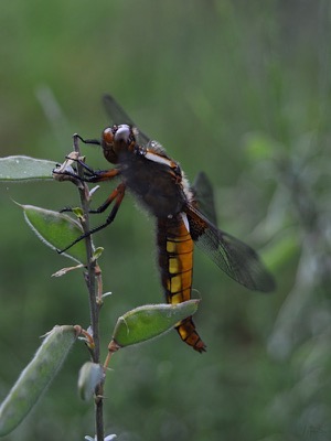 Libellula depressa hembra en estado por Juan Pedro Serrano León