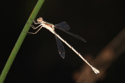 Lestes barbarus hembra en estado por Angel Martín Ojeda