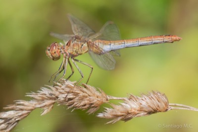 Sympetrum meridionale hembra en estado por Santiago MC