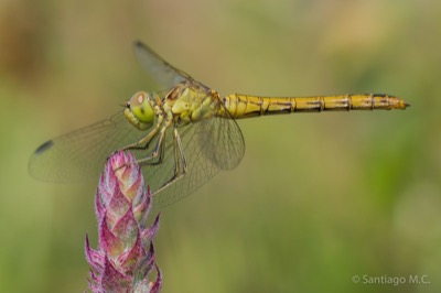 Sympetrum meridionale hembra en estado por Santiago MC