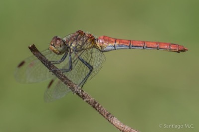 Sympetrum sanguineum hembra en estado por Santiago MC