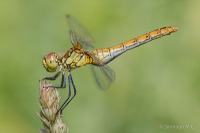 Sympetrum sanguineum hembra en estado por Santiago MC