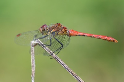 Sympetrum sanguineum macho en estado por Santiago MC