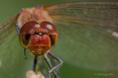 Sympetrum sanguineum macho en estado por Santiago MC