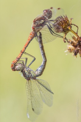 Sympetrum striolatum copula en estado por Santiago MC