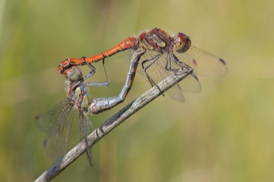 Sympetrum striolatum copula en estado por Santiago MC