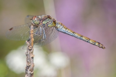 Sympetrum striolatum hembra en estado por Santiago MC