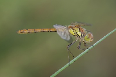 Sympetrum striolatum hembra en estado por Santiago MC