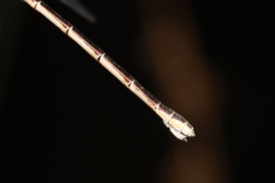Lestes barbarus hembra en estado por Angel Martín Ojeda