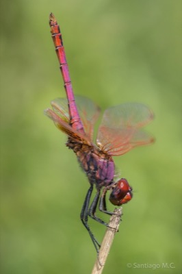 Trithemis annulata macho en estado por Santiago MC