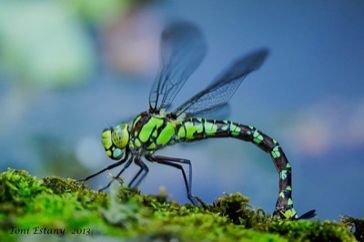 Aeshna cyanea hembra en estado por Toni Estany Caus