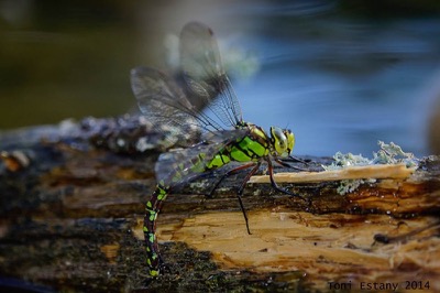 Aeshna cyanea hembra en estado por Toni Estany Caus