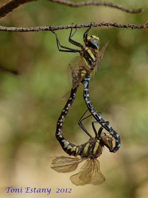 Aeshna juncea copula en estado por Toni Estany Caus