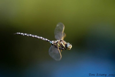 Aeshna juncea macho en estado por Toni Estany Caus