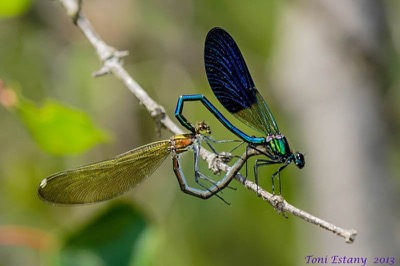 Calopteryx xanthostoma copula en estado por Toni Estany Caus